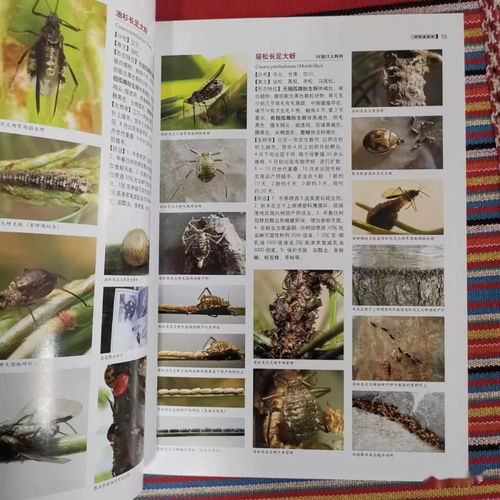 园林食叶害虫的类型与特点