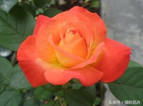7月月季行情， 红从容黄从容批发价格揭秘