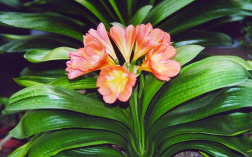 品种一：大花君子兰