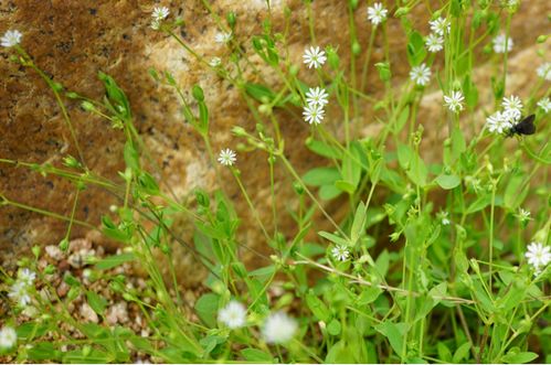 高手雀舌草和利用地表水汽凝结的小白花