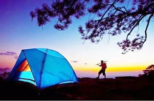 清晨露水与刺伤事件