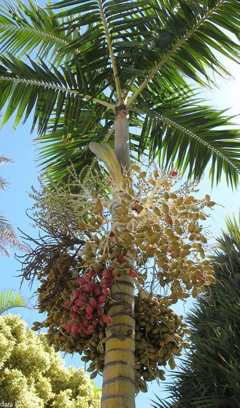 棕榈树的果实成熟时间揭秘