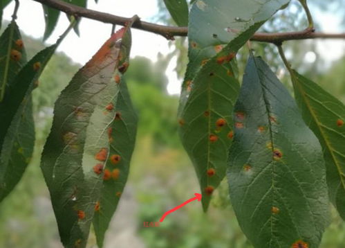 常见虫害的防治