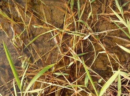 氰氟草酯：广谱除草剂