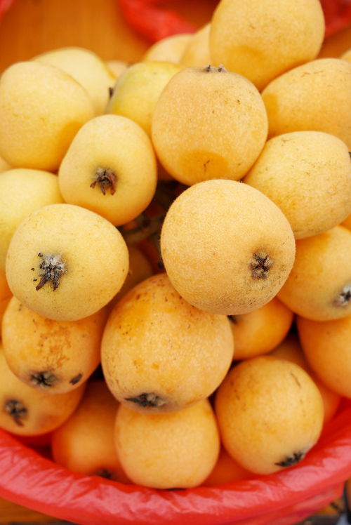 枇杷的生长喜好：温度与土壤的小秘密