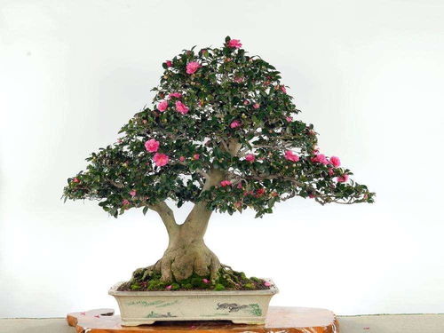 春季， 茶花的生长旺季