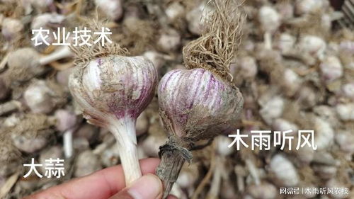 大蒜种植小技巧：让大蒜快速发芽的小秘密