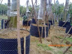 03. 栽后使用生根剂促根