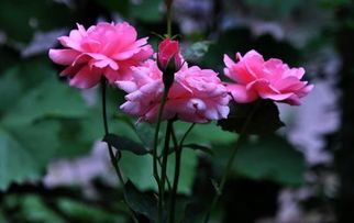 选择合适的土壤