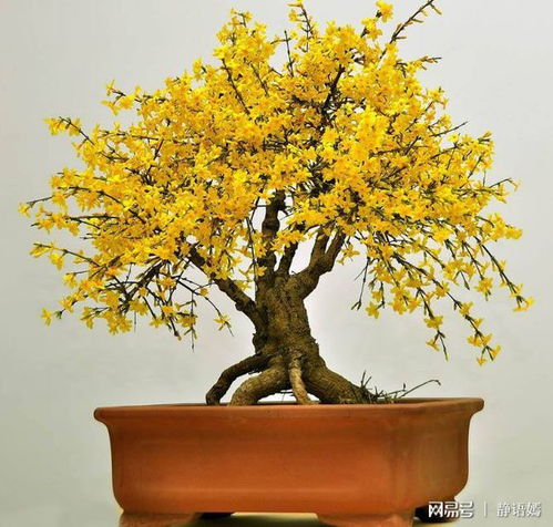 想要迎春花盆景造型好看？图片大全来参考