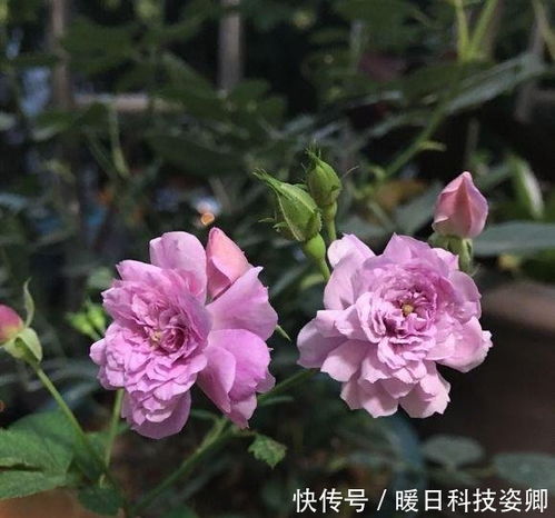 充足阳光不嫩少