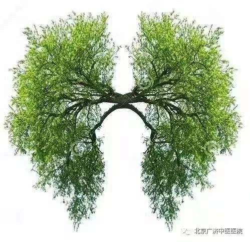如何正确种植水杉树？手把手教你水杉树种植方法及步骤