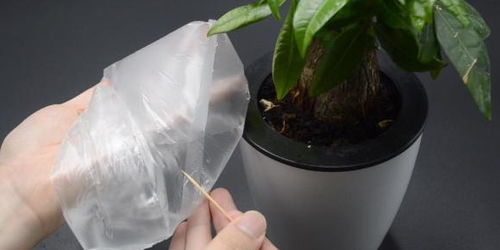 前期的缓苗养护时间