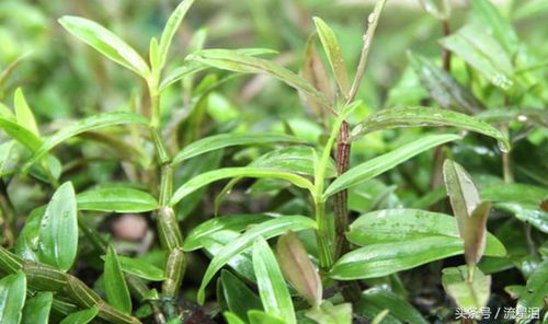 石斛花价格大揭秘！铁皮石斛花多少钱一斤