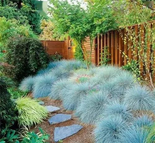 狼尾草：自然之美， 简约而不简单