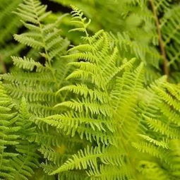 麦冬：耐阴的常绿小嫩手