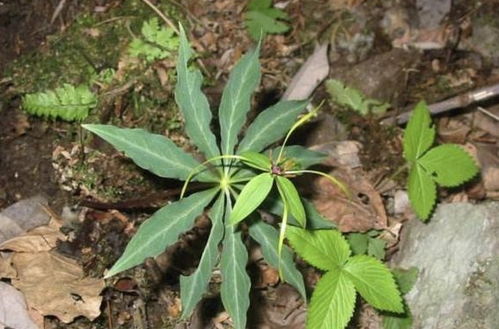 重楼种植时如何选择合适的土壤和光照