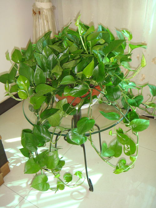 植物晚上睡觉时吸收氧气？这真的科学吗
