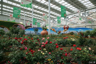 格拉斯月季：那朵美得让人心醉的花儿