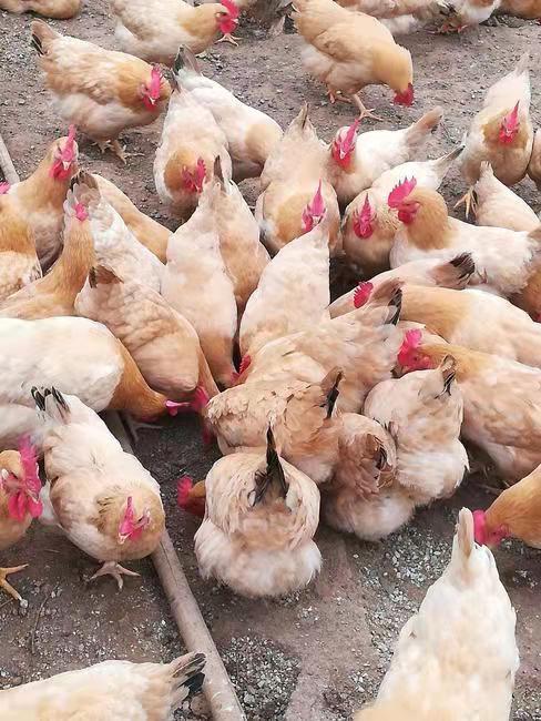 猪饲料发霉鸡吃了中毒怎么办？有没有有效的治疗方法？