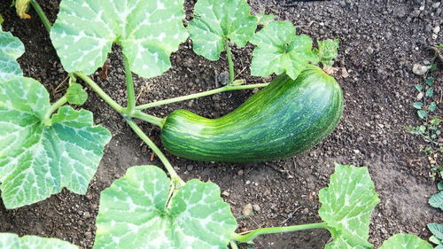 黄瓜：清脆爽口的佳肴