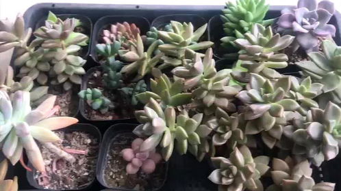 多肉徒长怎么办？如何挽救