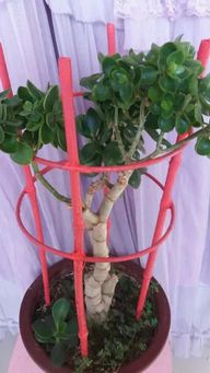 玉树开花的独特魅力