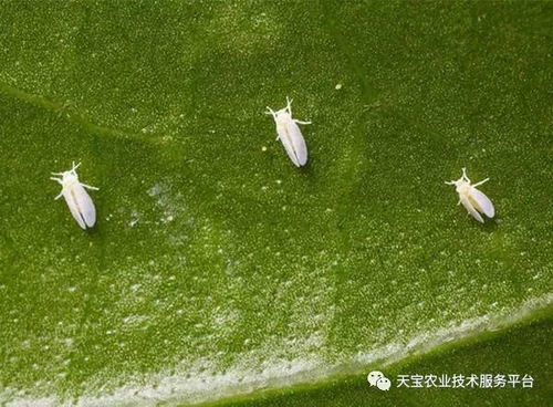 了解3%啶虫脒微乳剂：它到底能防治哪些作物上的蚜虫和粉虱？