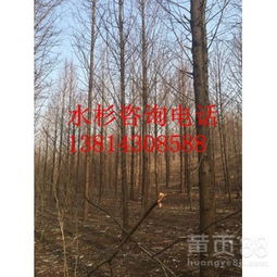 水杉的来历与风采