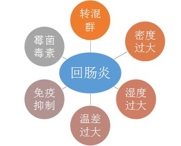 猪肠炎防控策略优化