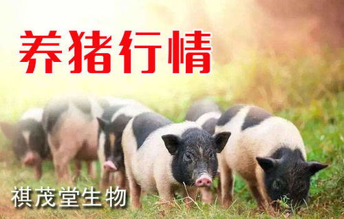 中草药养猪新潮涌，农业养殖利润增