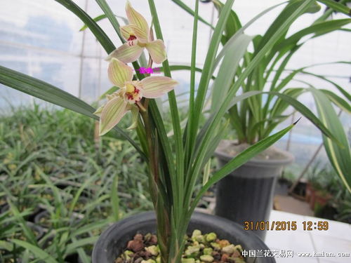 春剑色花最佳品种：翠羽春剑