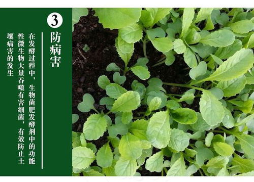 猪粪可作果园肥，需充分腐熟
