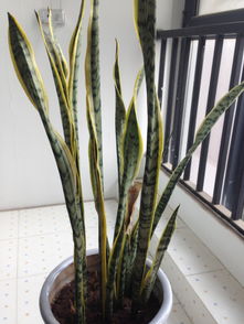 虎皮兰叶子为何合拢？