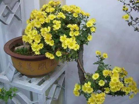 广东盆栽小菊花怎么养？如何让它们绽放更美丽