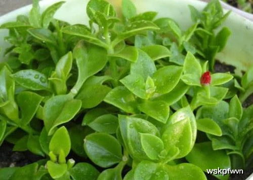 牡丹吊兰冬天怎么扦插？能否成功生根