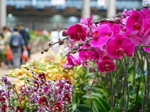 海棠品种繁多，成爆款花卉，品种数超百种！