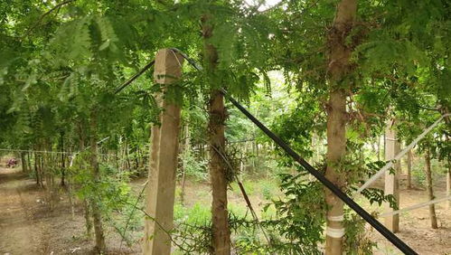 提高香樟树育苗成功率