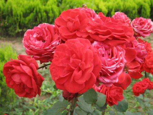 月季花的意义深远