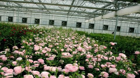 粉晕香水月季：香气浓郁的使者