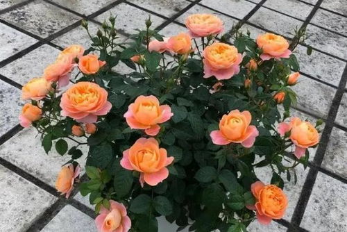 哪些花卉既美丽又强韧？