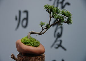 钟乳石的价值与价格