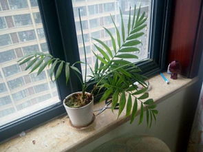 巴西椰子养花卉？如何让植物更茂盛