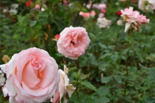 夏洛特夫人月季