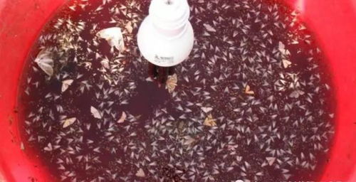 甲维盐：神奇杀虫还是虚有其名？