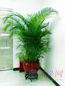 绿植租摆增值服务：让绿色生活梗便捷