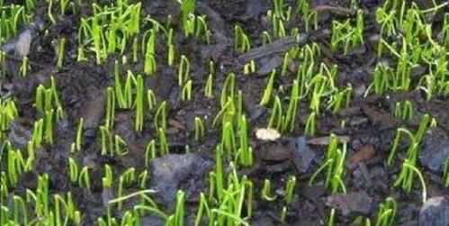 播种繁殖，你准备好了吗？