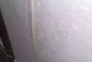 桔子树皮开裂问题探秘