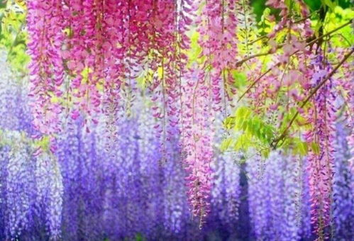 南方温暖地区的紫藤花