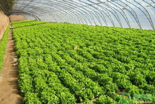 防治病害， 这些农药来帮忙